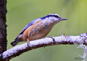 Sitta canadensis